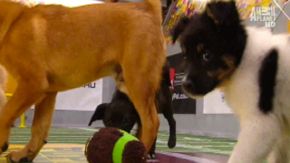 Illustration for article titled Your Obligatory, Adorable Puppy Bowl VII Highlights